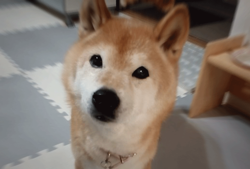 f:id:masami_takasu:20201113080202g:plain