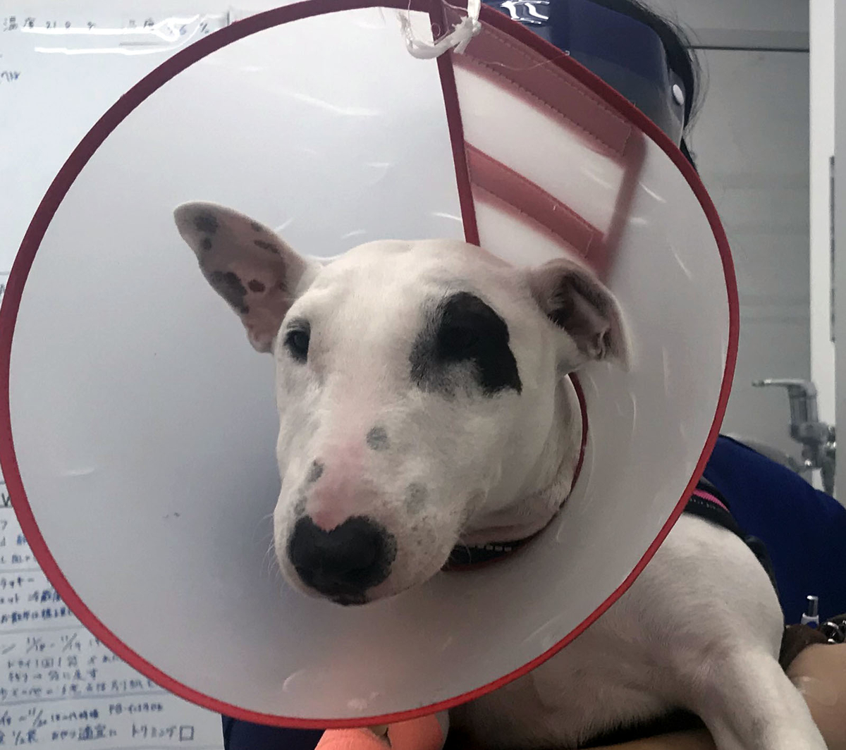 ピィ子の成長日記