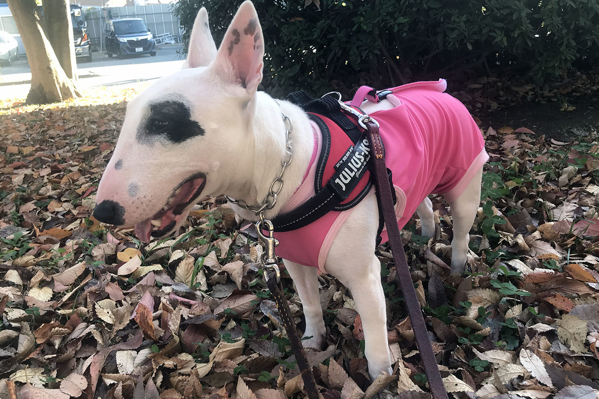 f:id:masami_takasu:20201122134356j:plain