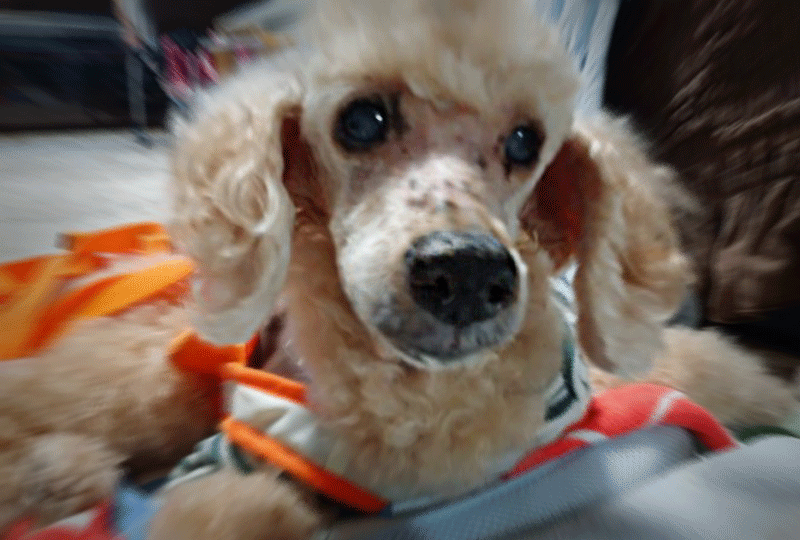 f:id:masami_takasu:20201205063153g:plain