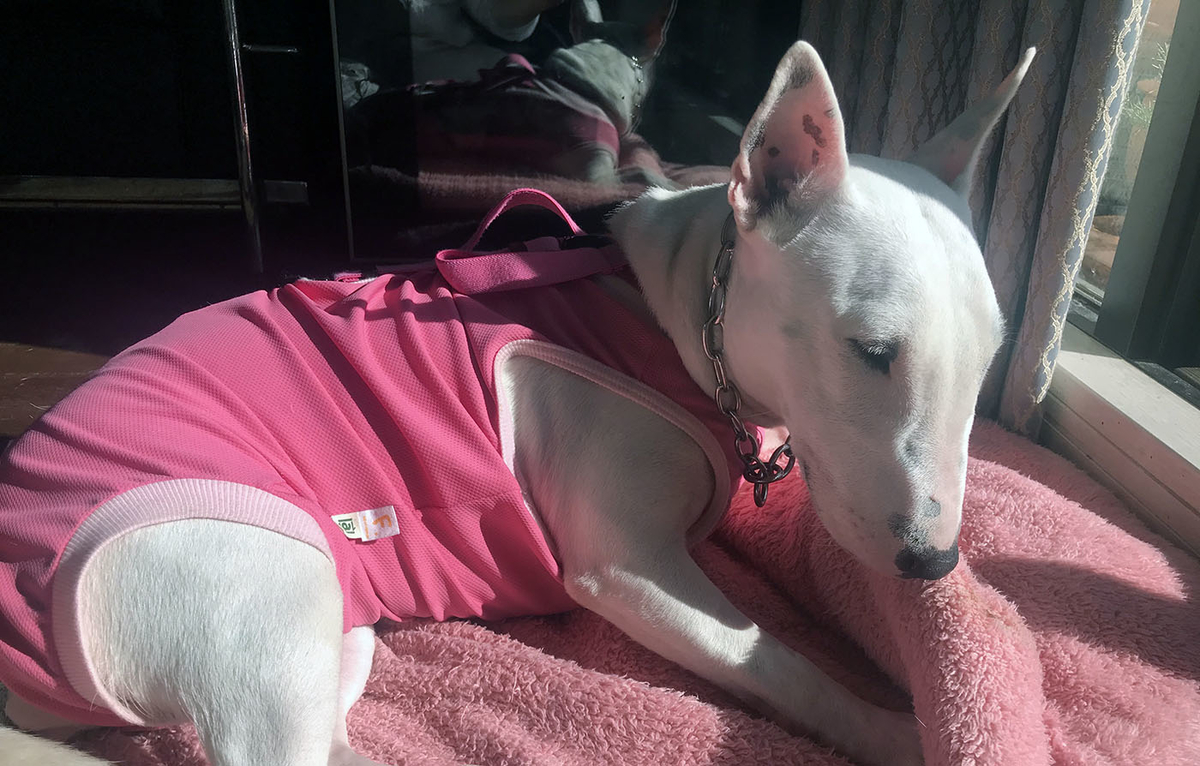 術後服_エリザベスウェア