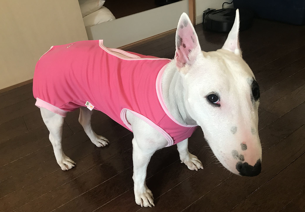 術後服_エリザベスウェア