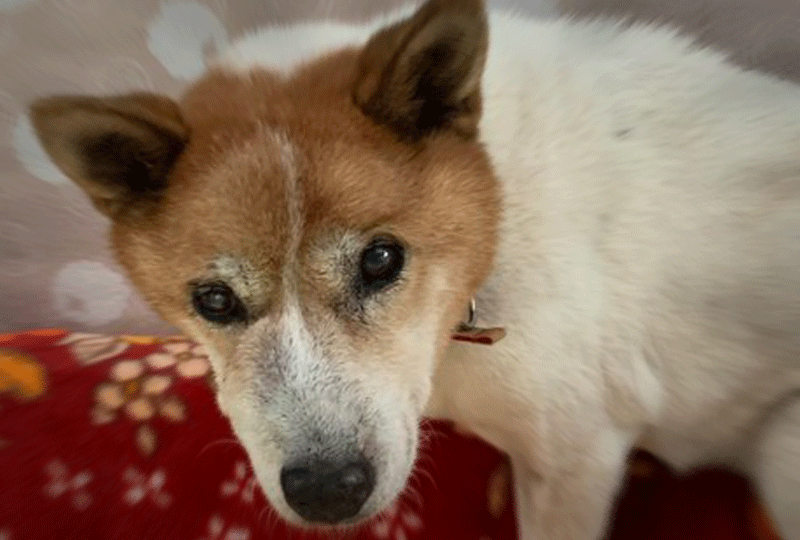 f:id:masami_takasu:20201209181051g:plain