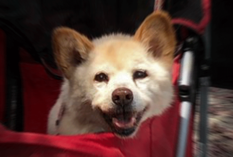 f:id:masami_takasu:20201209191704g:plain