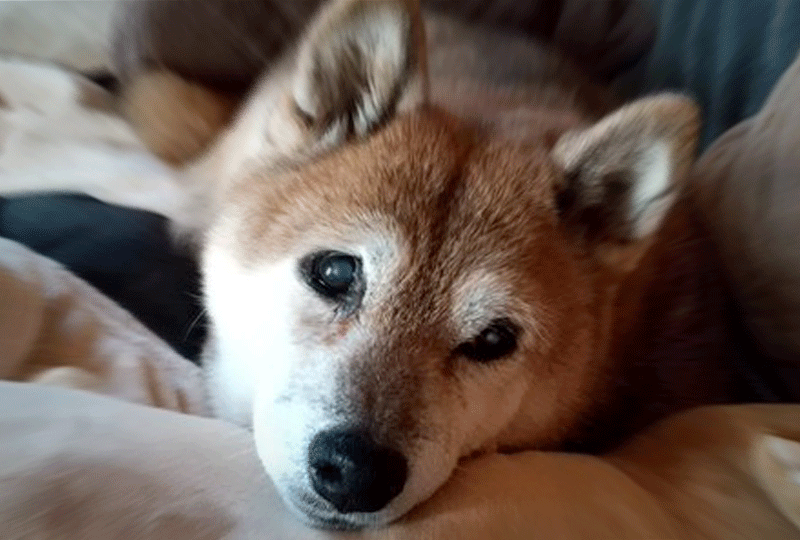 f:id:masami_takasu:20201216112731g:plain