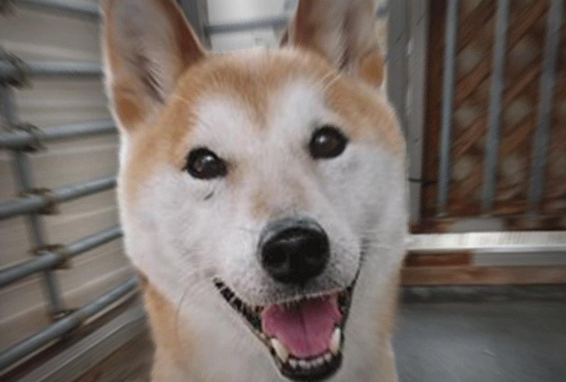 f:id:masami_takasu:20201224082454g:plain