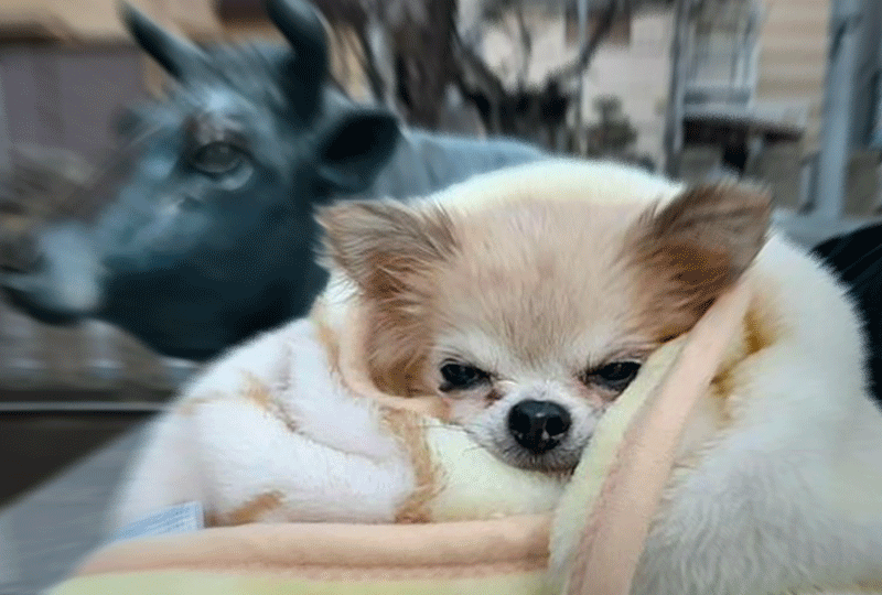 f:id:masami_takasu:20210108115055g:plain