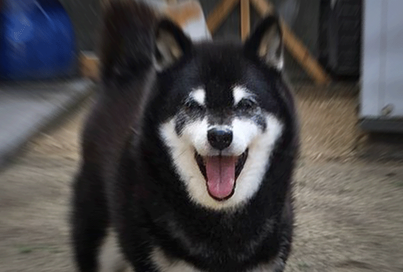 f:id:masami_takasu:20210109221922g:plain