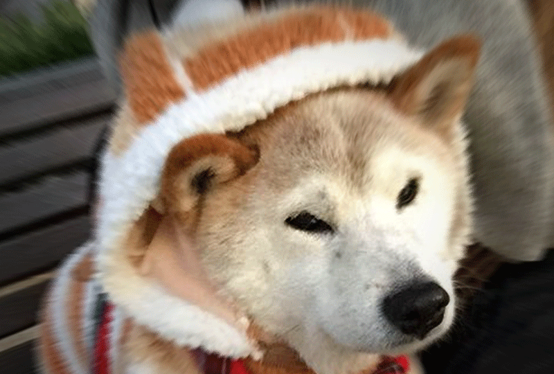 f:id:masami_takasu:20210113070808g:plain