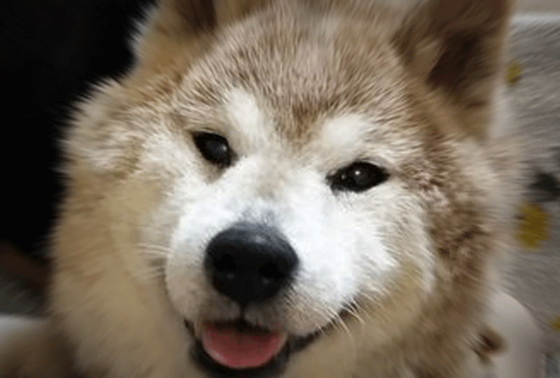 f:id:masami_takasu:20210121073053g:plain