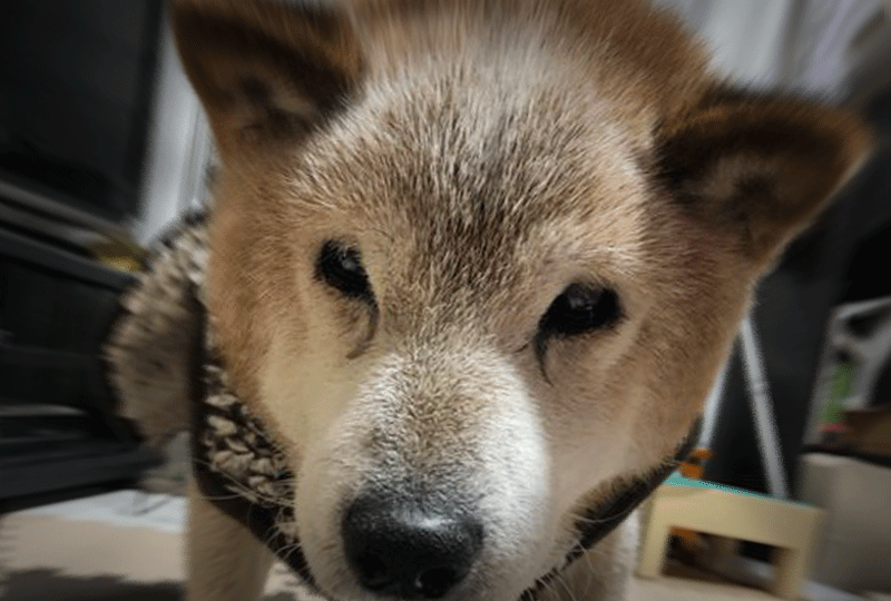 f:id:masami_takasu:20210131075812g:plain