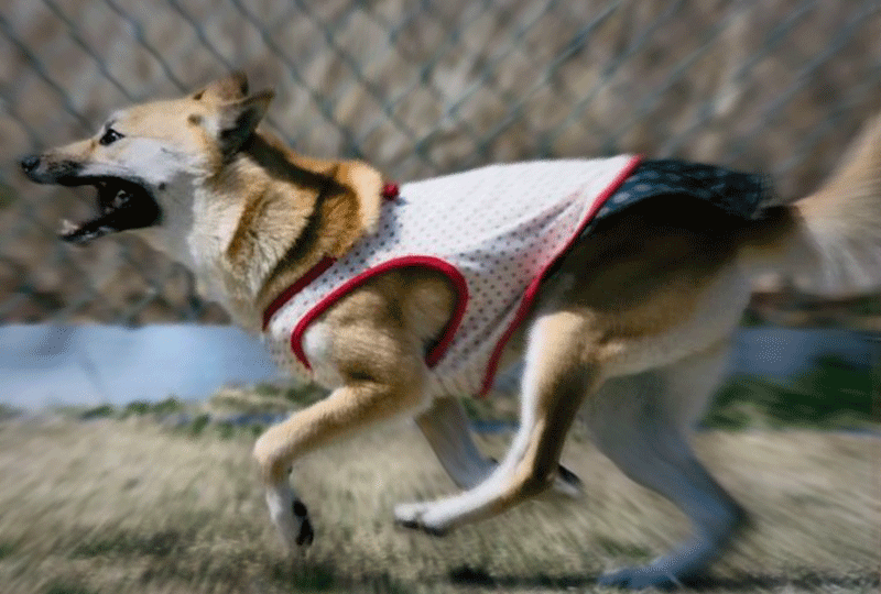 f:id:masami_takasu:20210212093005g:plain