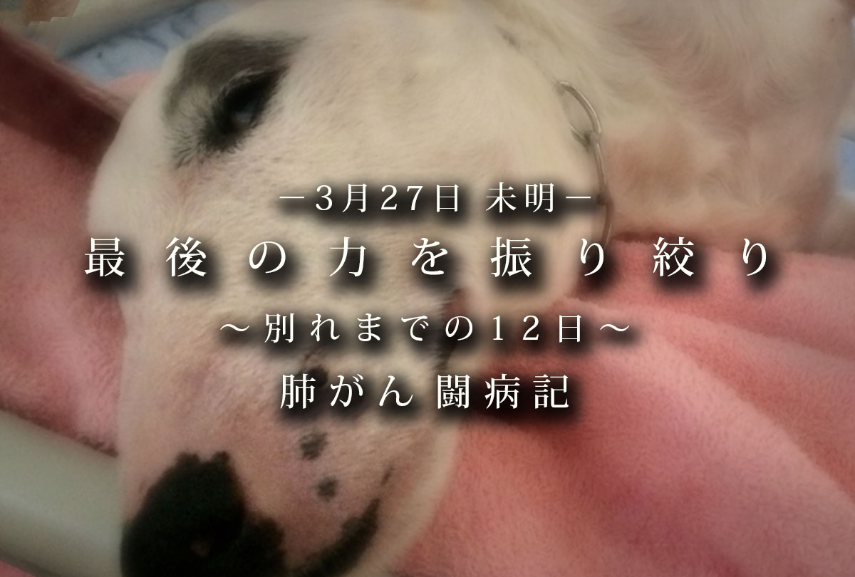 君が旅立つまでのこと_最後の力を振り絞り
