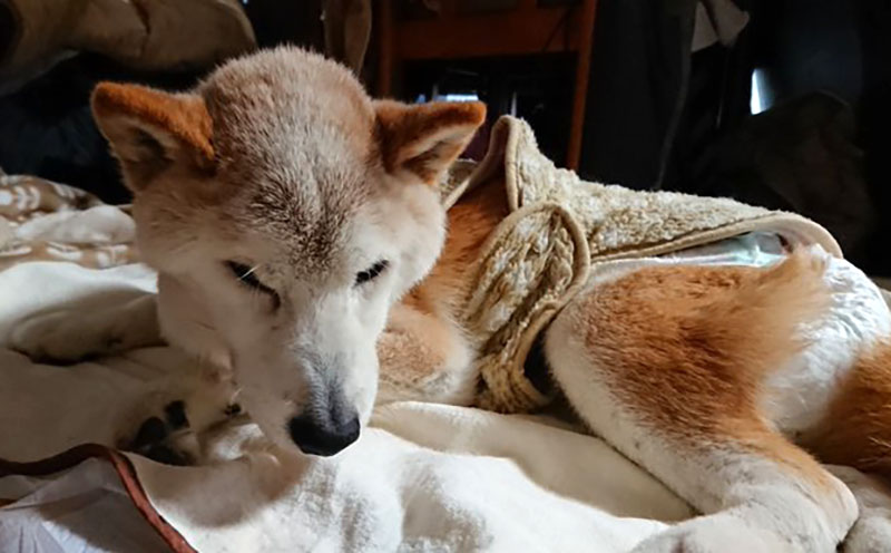 f:id:masami_takasu:20210425130827j:plain