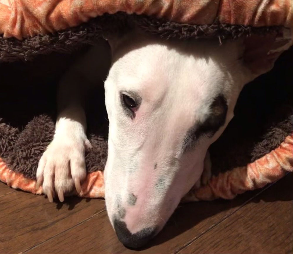 ピィ子の成長日記