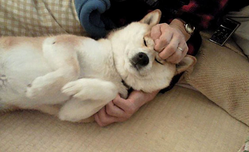 f:id:masami_takasu:20210524071546j:plain