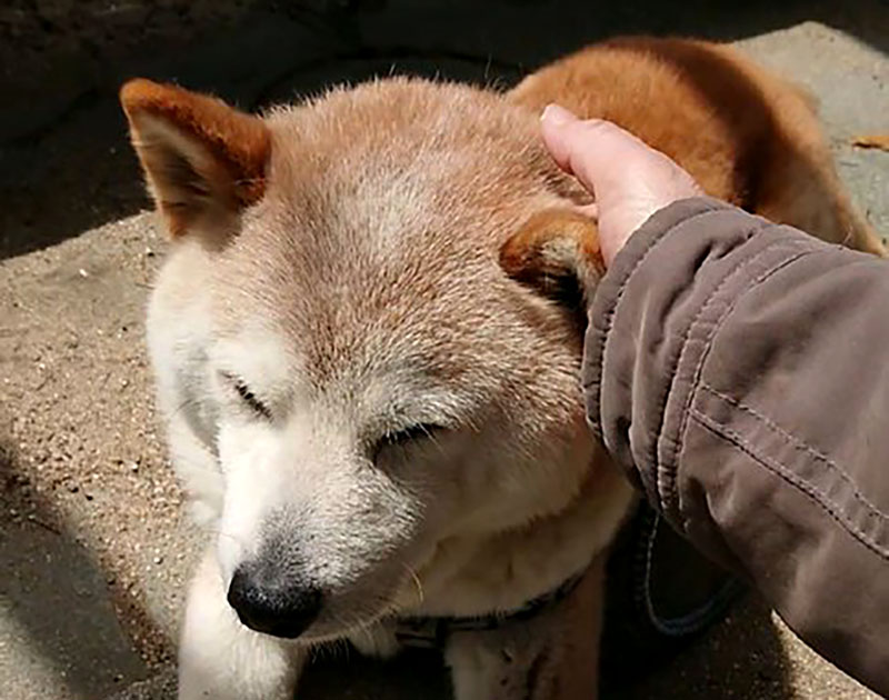 f:id:masami_takasu:20210524071621j:plain