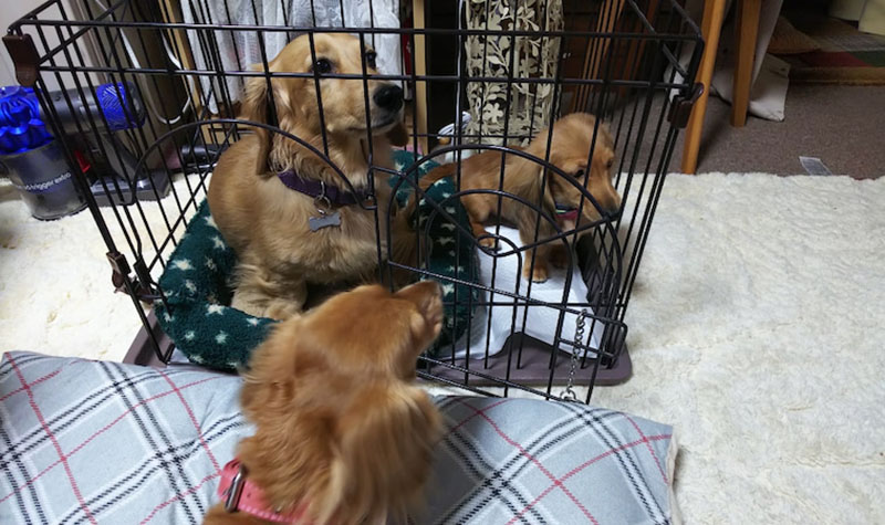 f:id:masami_takasu:20210607135643j:plain