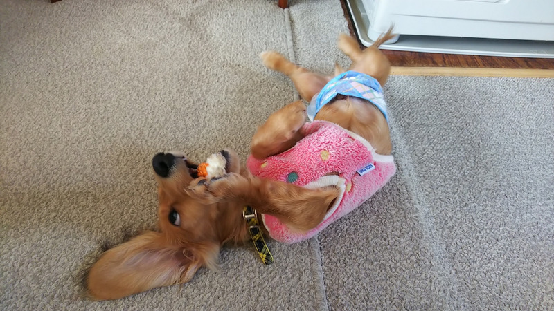 f:id:masami_takasu:20210607141225j:plain