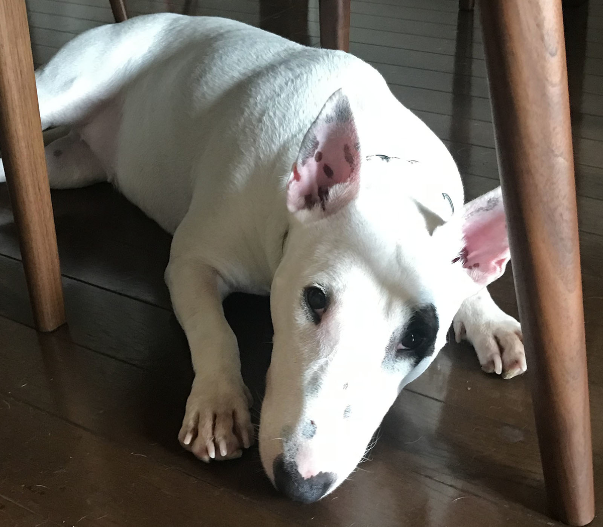 ピィ子の成長日記