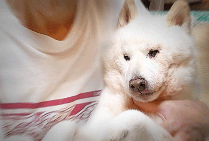 f:id:masami_takasu:20210818065813g:plain