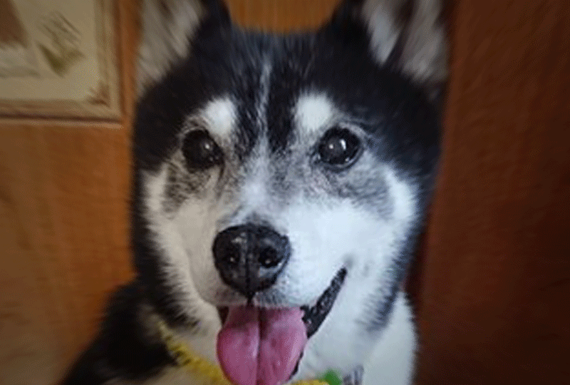 f:id:masami_takasu:20210818070353g:plain