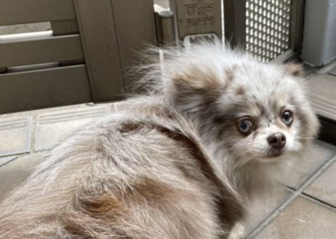 f:id:masami_takasu:20210820154732j:plain