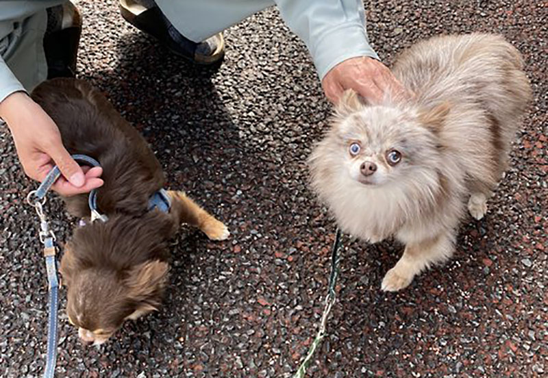 f:id:masami_takasu:20210820155448j:plain