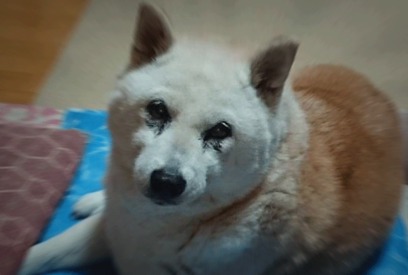 f:id:masami_takasu:20210905075830g:plain