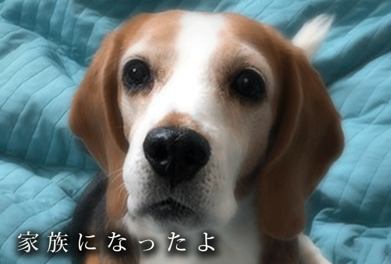f:id:masami_takasu:20210911083344g:plain