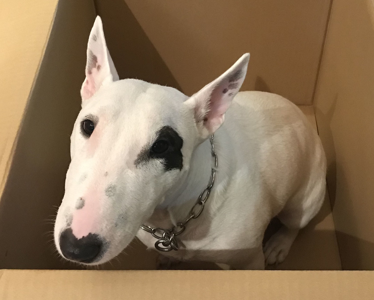 ピィ子の成長日記