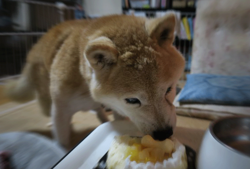 f:id:masami_takasu:20210913152334g:plain