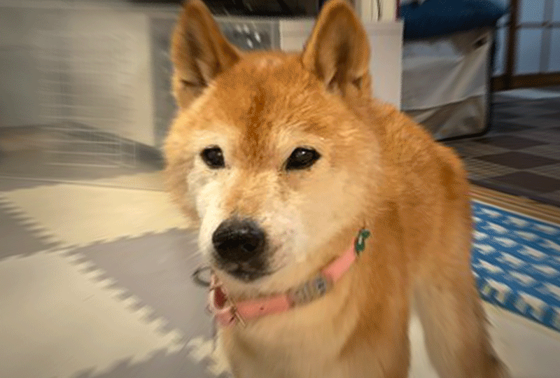 f:id:masami_takasu:20211111010332g:plain