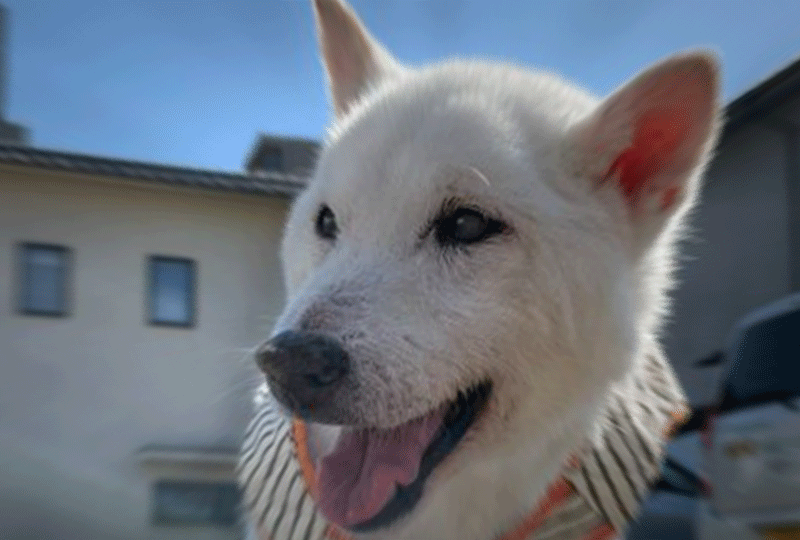 f:id:masami_takasu:20211111072507g:plain