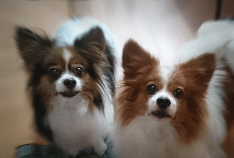 f:id:masami_takasu:20211125102546g:plain