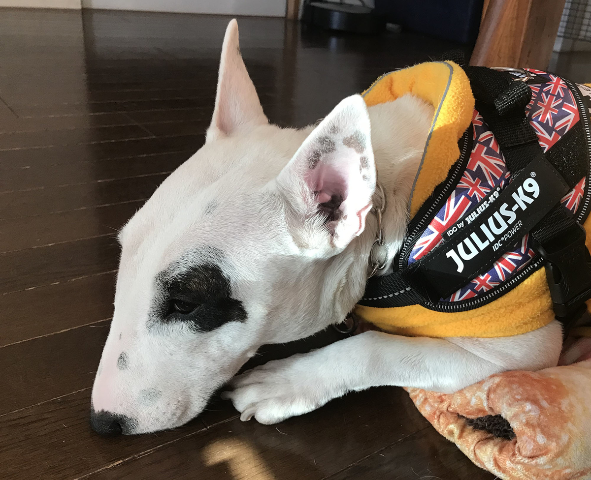 ピィ子の成長日記