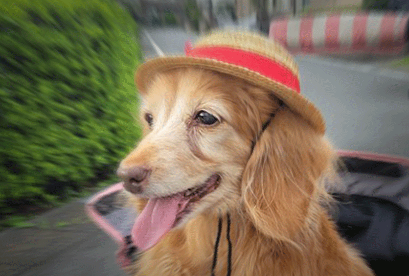 f:id:masami_takasu:20211205083053g:plain