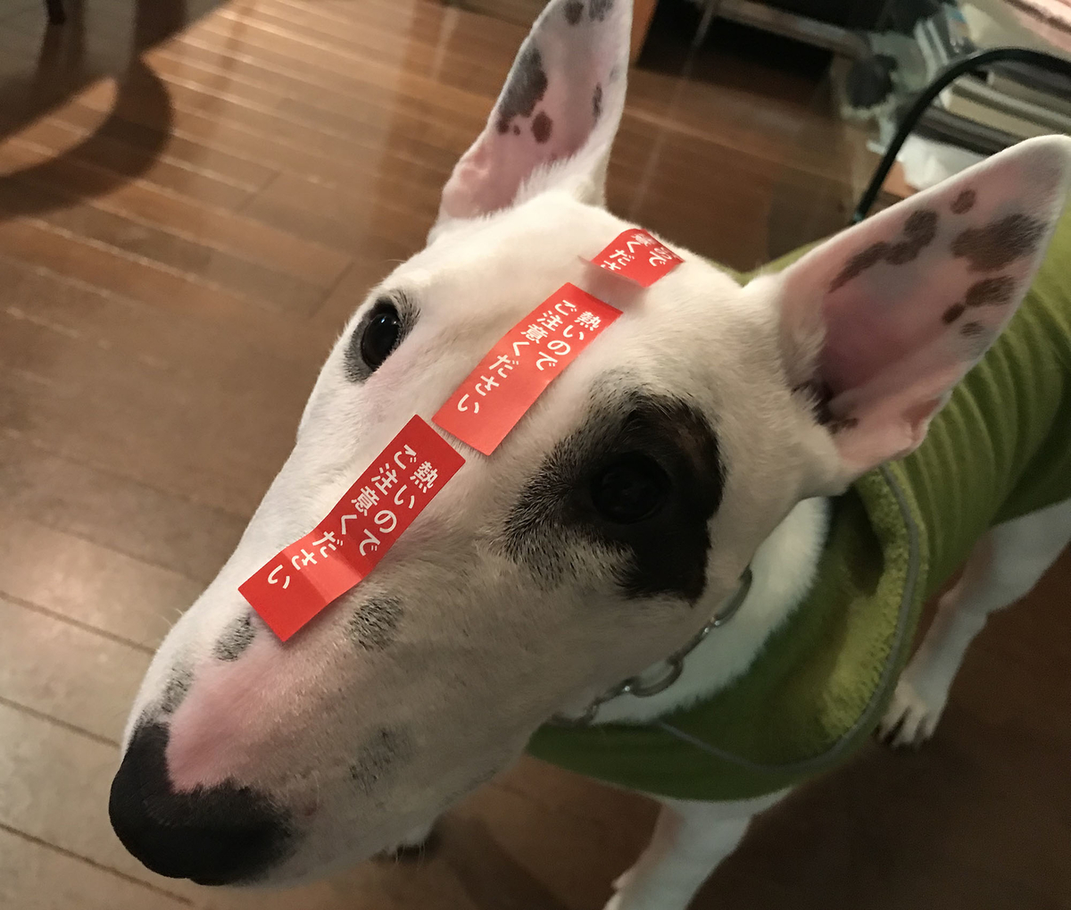 ピィ子の成長日記