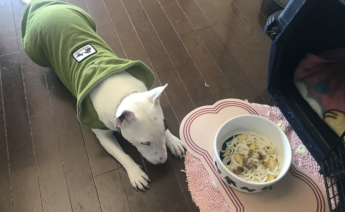 犬に麺をあげてもいいか