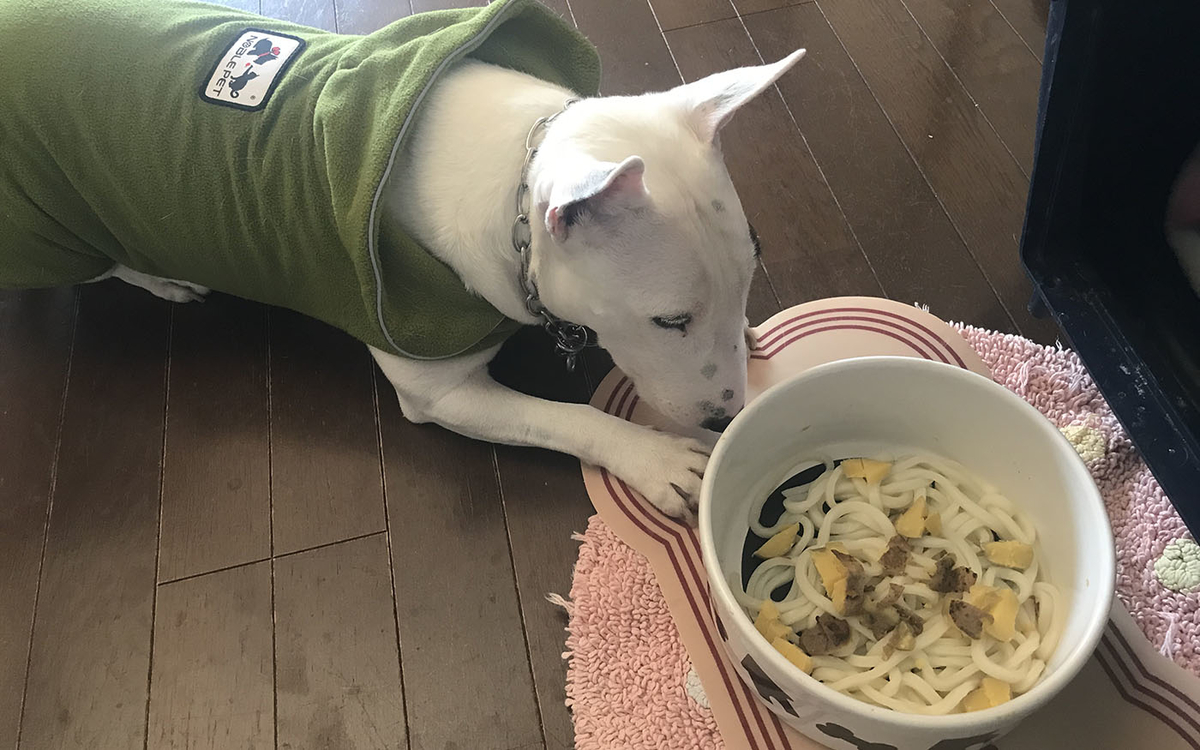 犬に麺をあげてもいいか