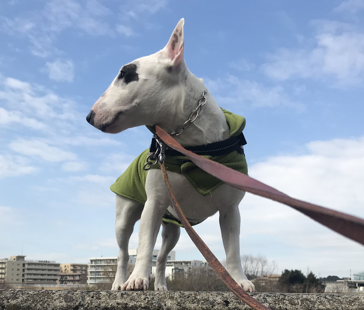 ピィ子の成長日記