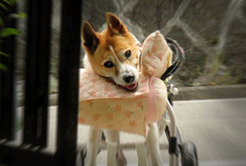 f:id:masami_takasu:20220314080605g:plain