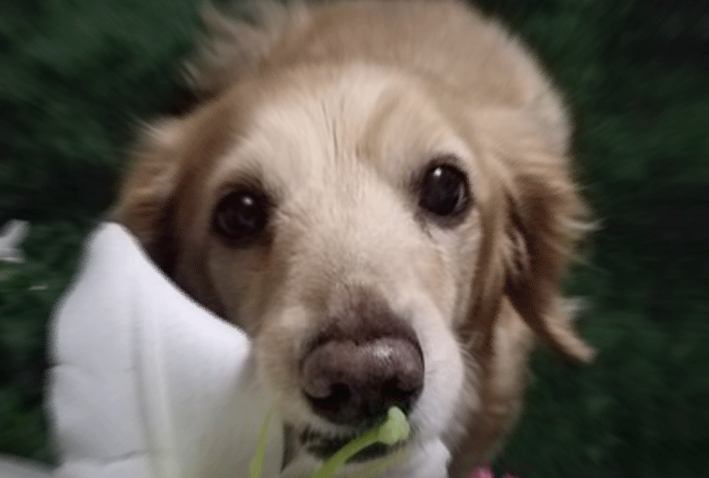 f:id:masami_takasu:20220327074822g:plain