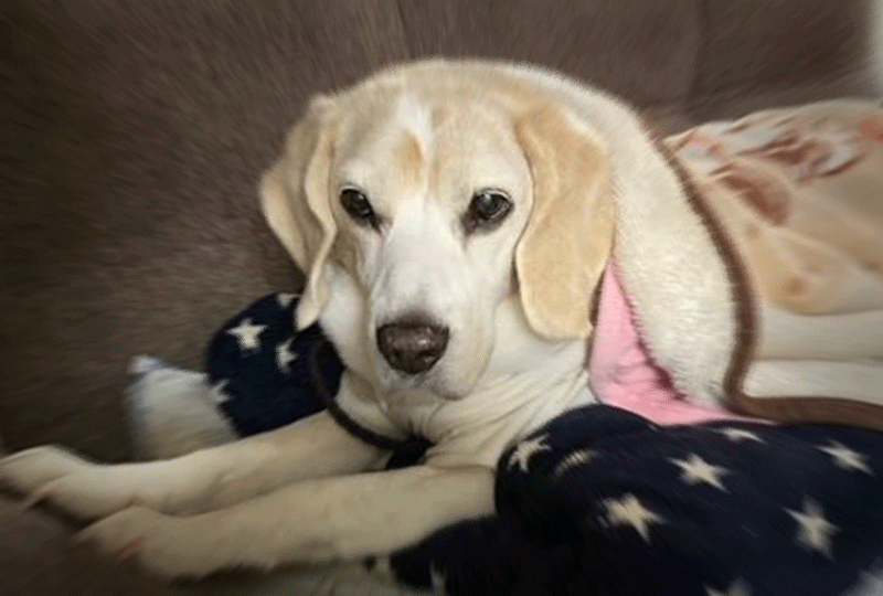 f:id:masami_takasu:20220407060635g:plain