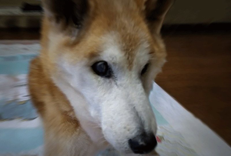 f:id:masami_takasu:20220407061833g:plain