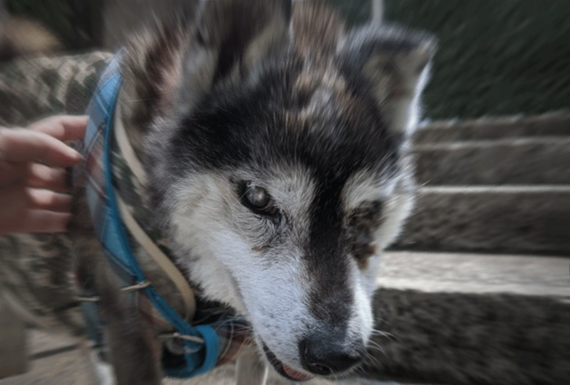 f:id:masami_takasu:20220407062356g:plain