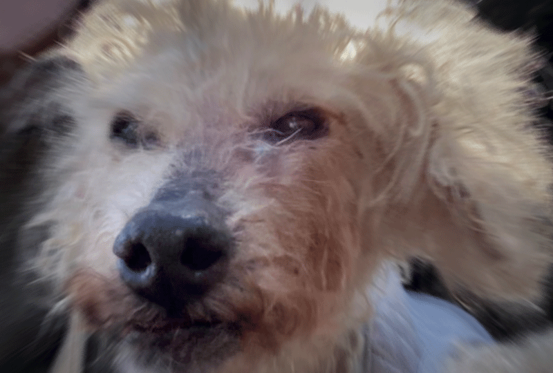 f:id:masami_takasu:20220418063850g:plain