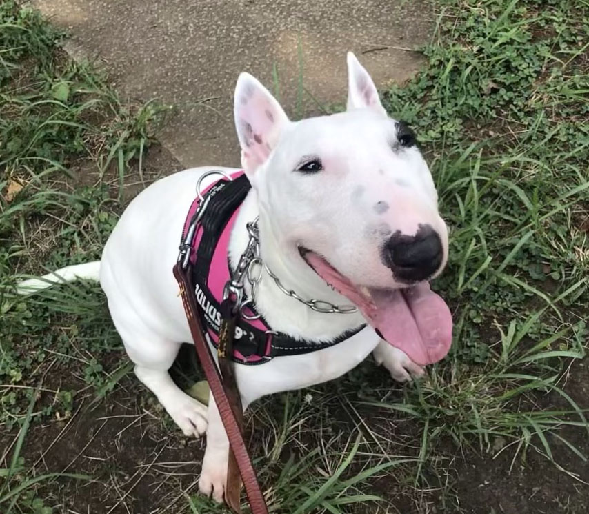 ピィ子の成長日記