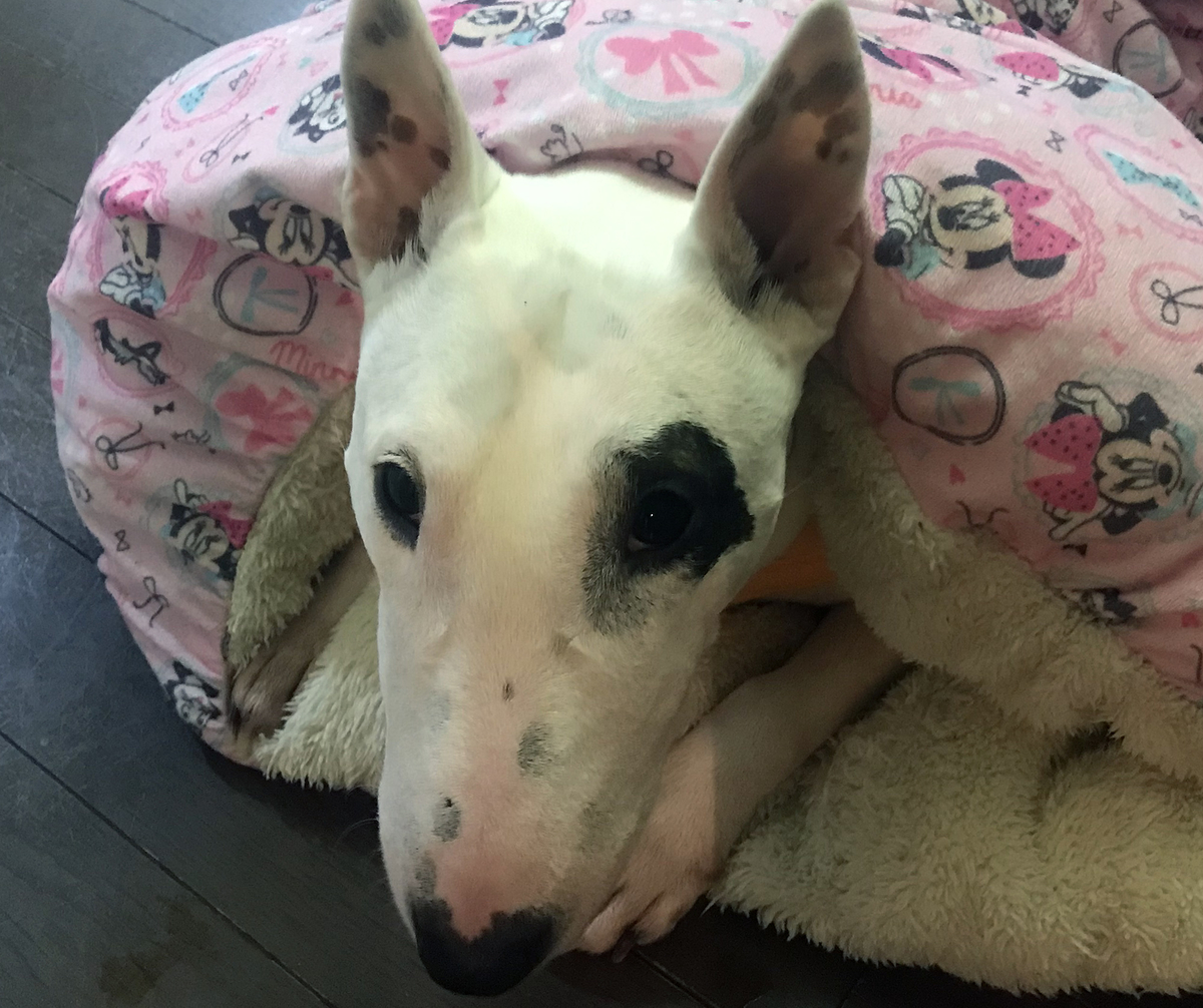 ピィ子の成長日記