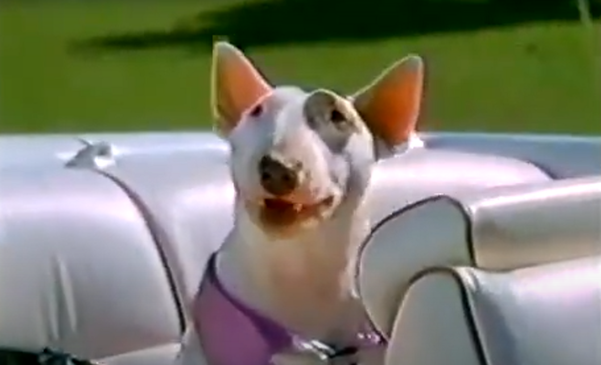 ブルテリアがいっぱい】バドワイザーのCM集【80年代のアメリカ】 - 犬